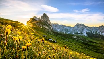 Sunrise at Seceda with blooming alpine meadow and view of the Odle peaks.